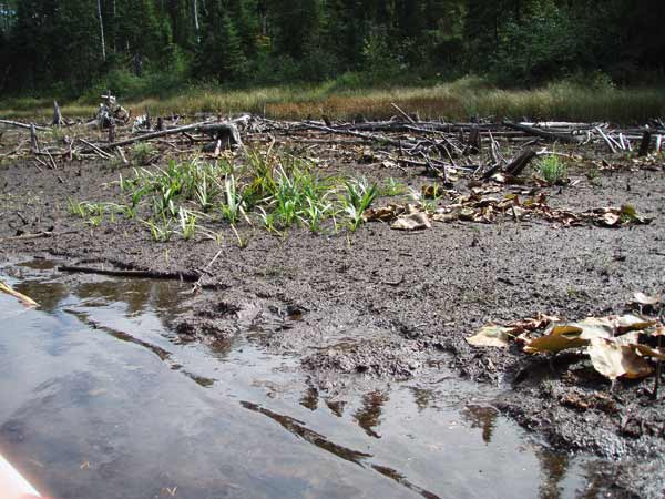 Ahsub mud flats