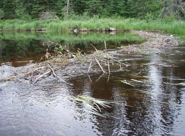 Beaver dam on Moose River