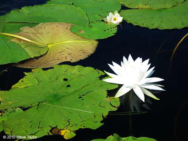 Jitterbug lotus (Steve)