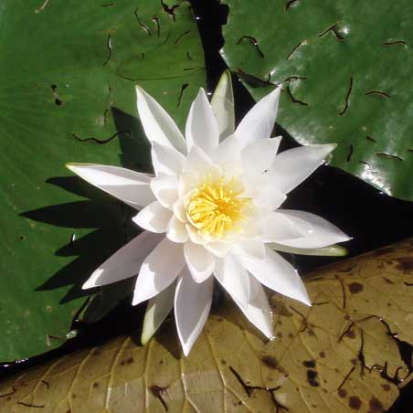 Lotus on Jitterbug Lake
