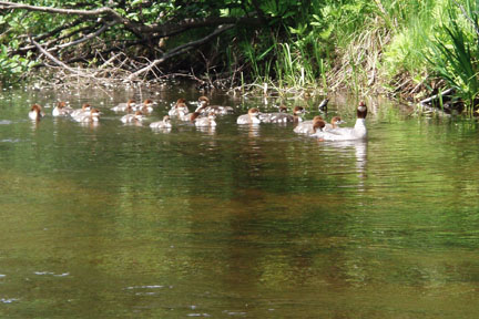 Merganser family