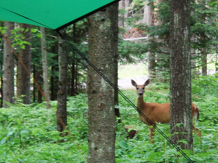 Deer in camp