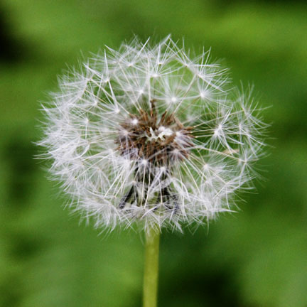 Dandelion seedhead