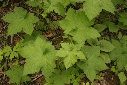 Thimbleberry