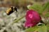 0906_Rose4d_LR