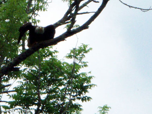 0906_Eagle_LR