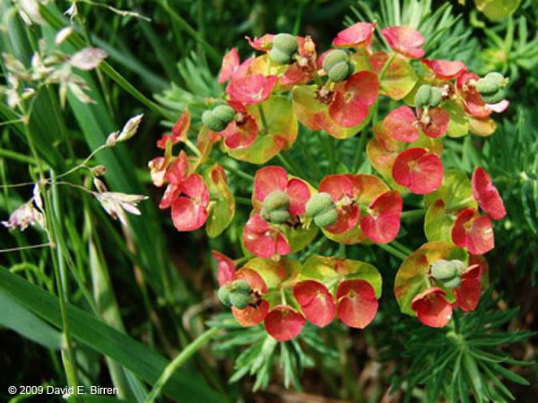 0906_FlowersGlobe1b_LR