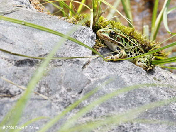 0906_Frog2_LR
