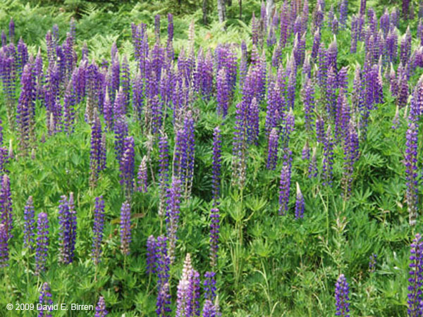 0906_Lupines_LR