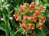 0906_FlowersGlobe1b_LR