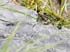 0906_Frog2_LR