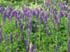 0906_Lupines_LR