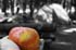 0906_Still_life_with_tent_LR