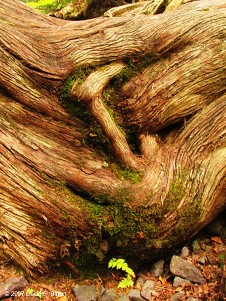 0709_BondFalls07Roots1_LR