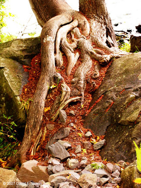 0709_BondFalls08Roots2_LR