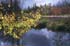 0110_Plover_LR