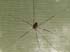 0607_SpiderTent_LR