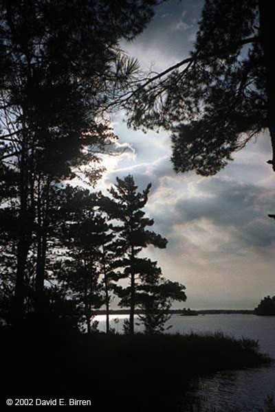 0209_SunWillow_LR