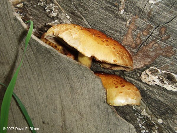 0709_Mushroom_LR