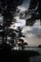 0209_SunWillow_LR