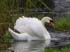 0404_CochemSwan1_LR
