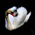 0404_CochemSwan2_LR