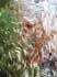 0605_CathPinesTree_LR