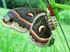 0606_Cecropia_LR