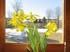 0702_Daffodils02_LR