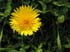 0705_DandelionIAT_LR