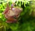 0708_TreeFrog1_LR
