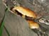 0709_Mushroom_LR