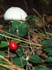 0709_Partridgeberry_LR