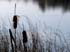 0710_LkPinesCattails_LR