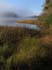 0710_LkPinesMist3_LR
