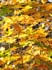 0710_Maple_LR