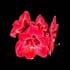 0802_Amaryllis_LR