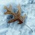 0803_Oak1_LR