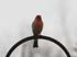 0804_HouseFinch_LR