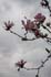 0804_Magnolia_LR