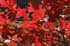 0810_GovDodgeOakBW_LR