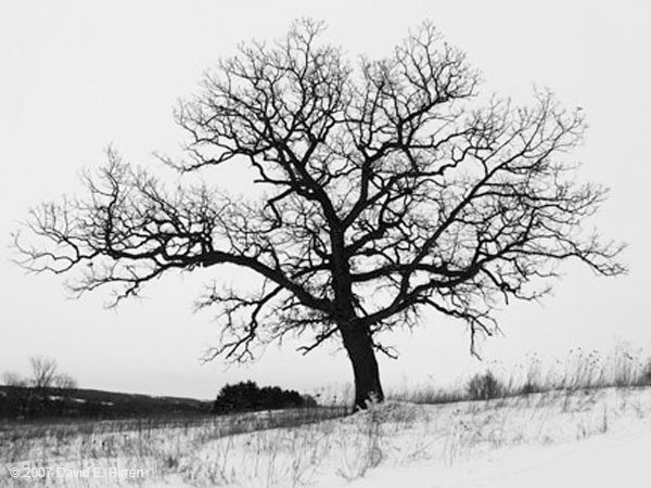 0702_IATOak1_LR