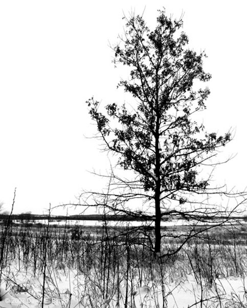 0702_IATOak2_LR