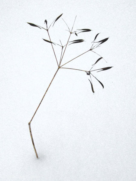 0802_IATSeeds_LR