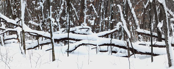 0802_IATWoodsPan_LR