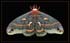 0606_Cecropia1_plastic_wrap_600LR